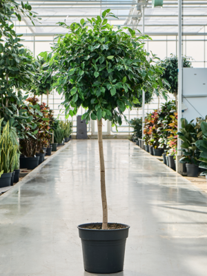Stem