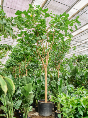 Stem