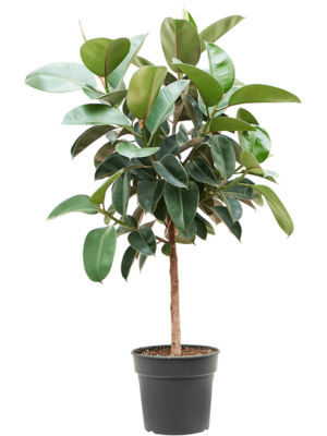 Stem