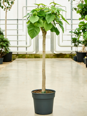 Stem