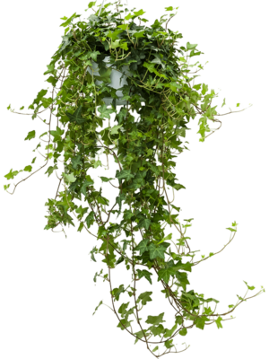 Hanger groen