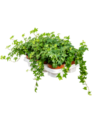 Hanger groen