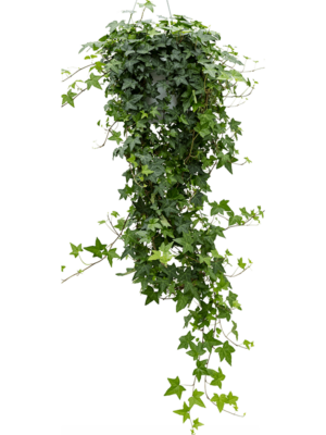 Hanger groen