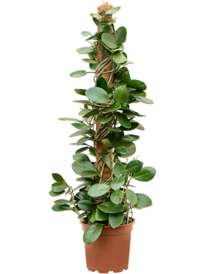 On moss-pole