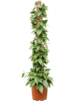 On moss-pole