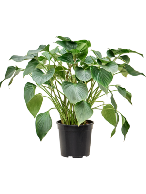 Bush