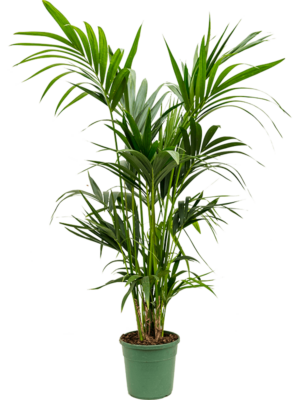 Tuft extra 4/5pp