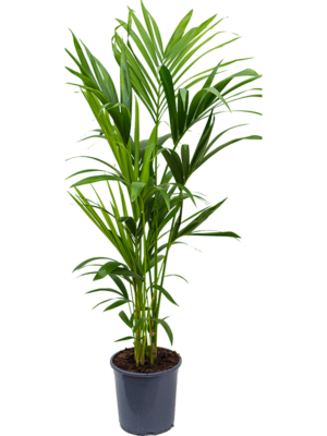 Tuft 4/5pp