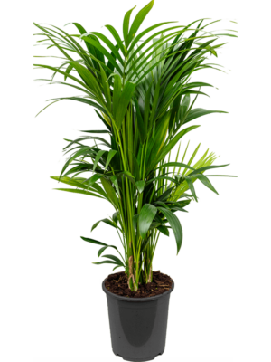 Tuft 10pp