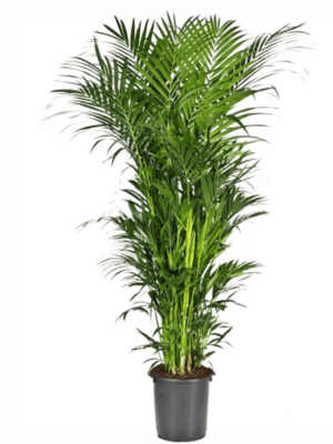 Tuft 20pp