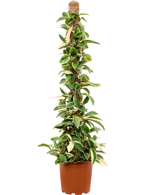 On moss-pole
