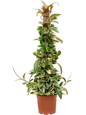 On moss-pole