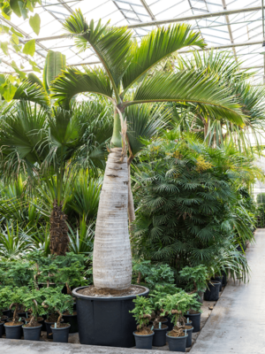 Stem