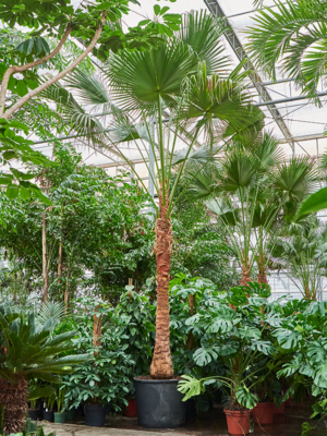 Stem