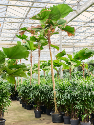 Stem