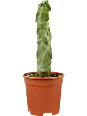 1pp