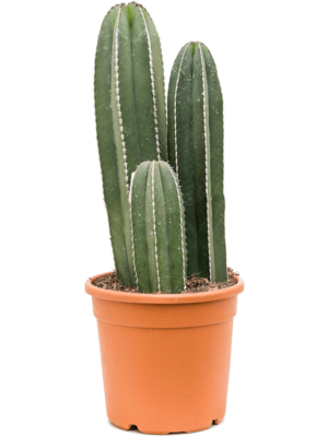 Tuft