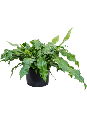 Bush