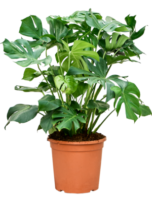 Bush