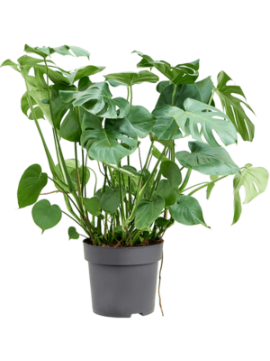 Bush