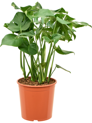 Bush