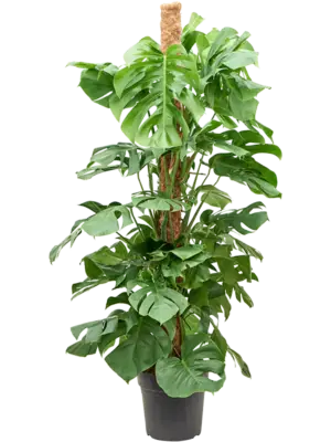 Monstera deliciosa