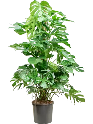 Monstera deliciosa