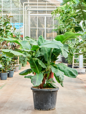 Multi stem