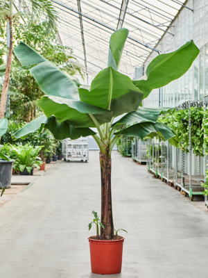 Stem