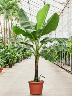 Stem
