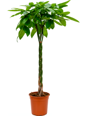 Stem braided