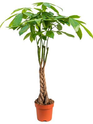 Stem braided