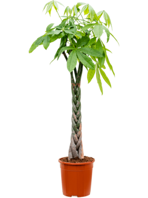 Stem braided