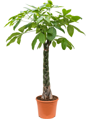 Stem braided