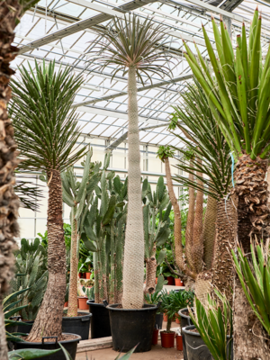 Stem