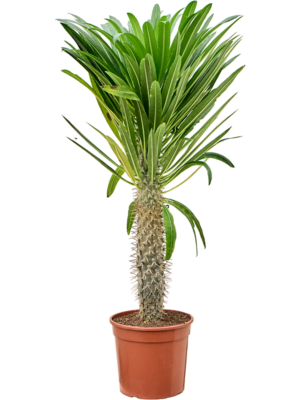 Stem