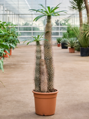 Stem