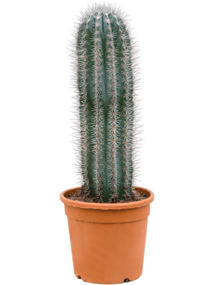 1pp