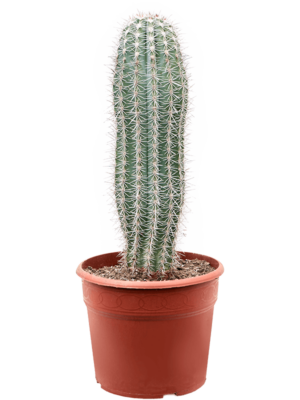 1pp