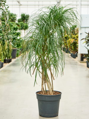 Multi stem