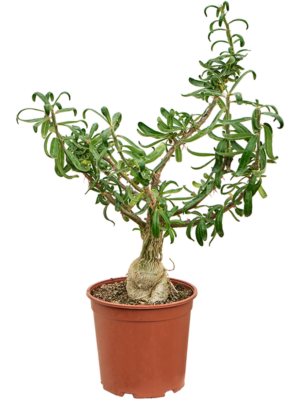 Branched
