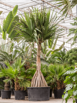 Stem branched