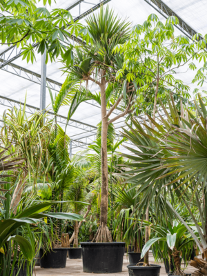 Stem branched