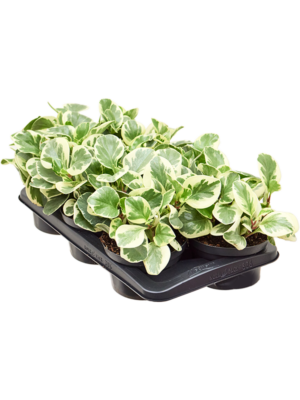 Tuft