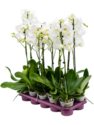 1-Branch White