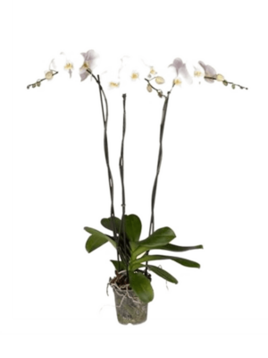 3-Branch grandiflora White