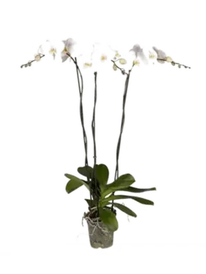 3-Branch grandiflora White