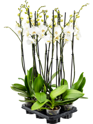 2-Branches grandiflora White