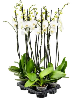 2-Branches grandiflora White