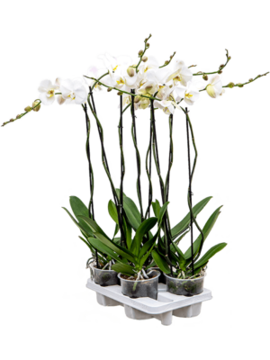2-Branches grandiflora White